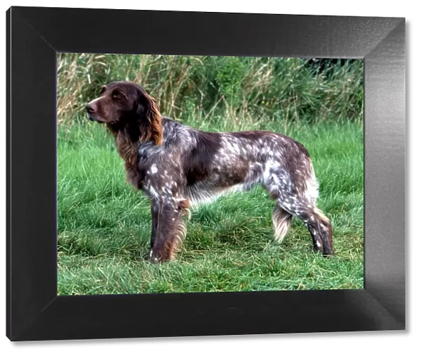 German Longhaired Pointer (Noncc)