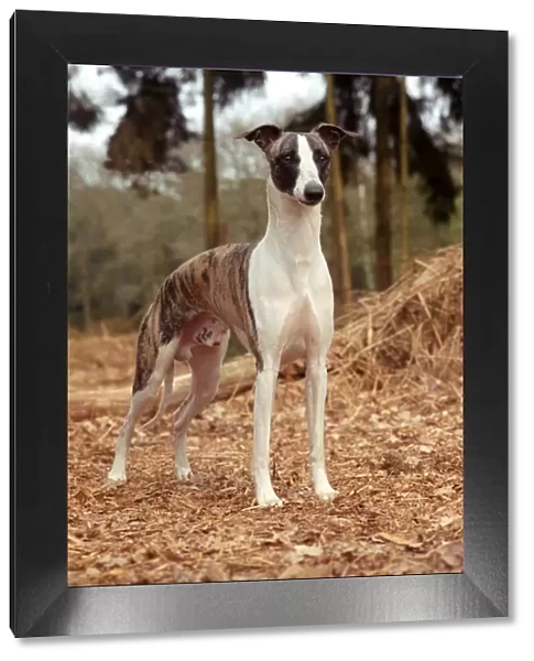 Whippet. dog is from the Netherlands