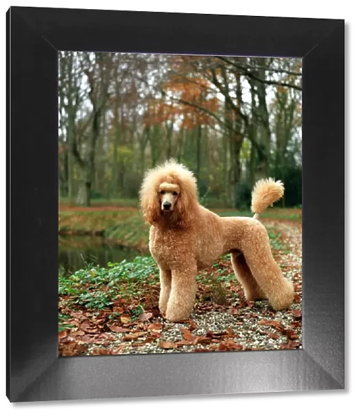 standing, autumn, leaves, lake, water, river, poodle, trees, outside, grass, small