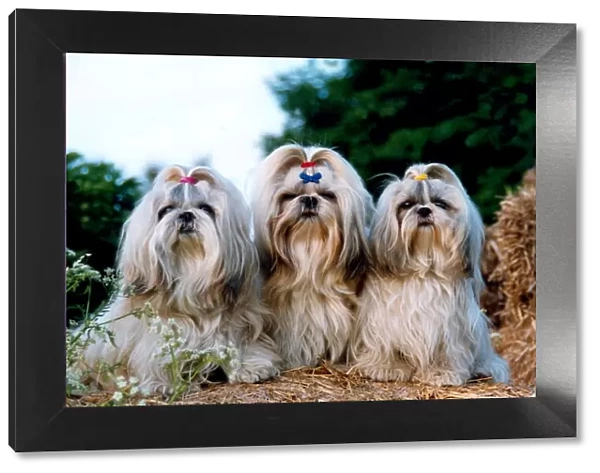 Shih Tzu. A portrait of three Shih Tzu dogs sat together with bows in there hair