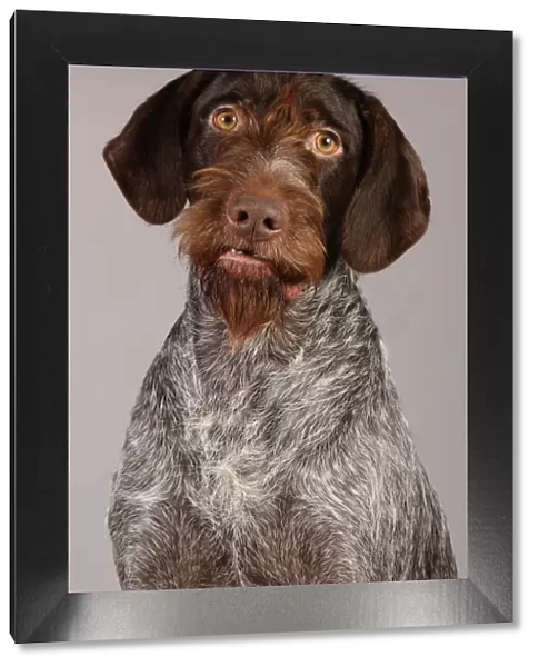 Crufts 2013, German Wirehaired Pointer, nick ridley, stock images, KCPL, March 2013