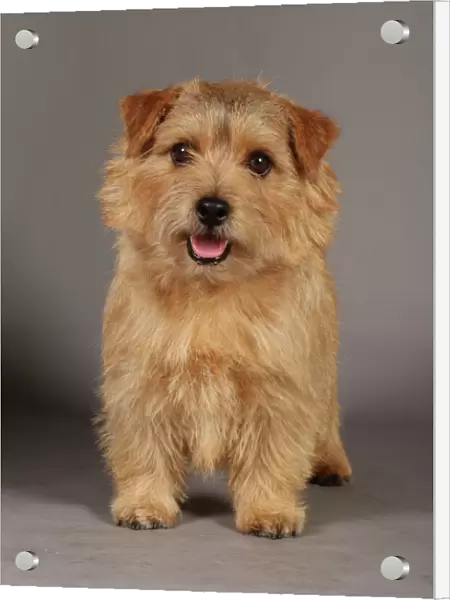 Crufts 2013, Norfolk Terrier, nick ridley, stock images, KCPL, March 2013, KCPL_Stock