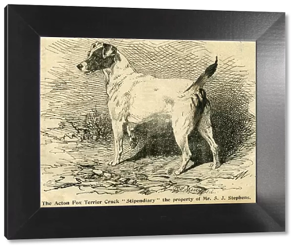 1895 Crufts Fox Terrier entry