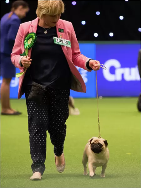 PUG Best of Breed 2017