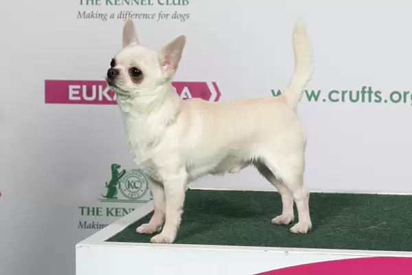 2018 Best of Breed Chihuahua (Smooth Coat)