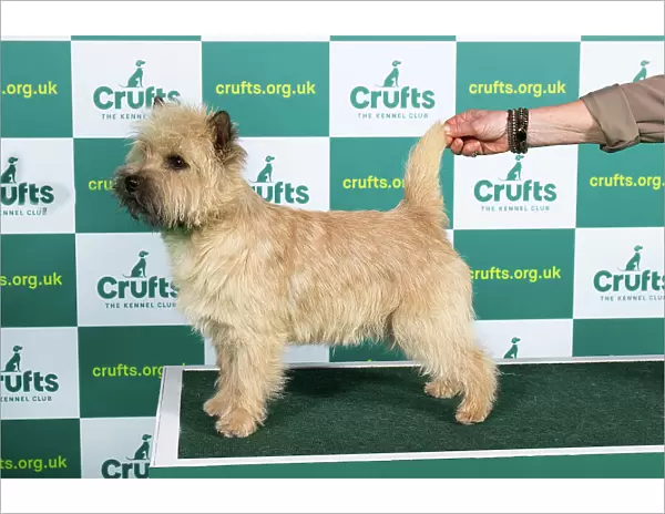 Best of Breed Cairn Terrier Crufts 2023