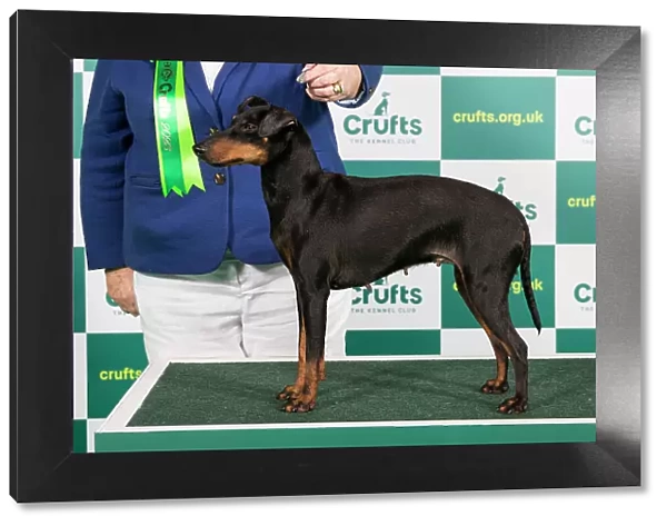 Best of Breed Manchester Terrier Crufts 2023