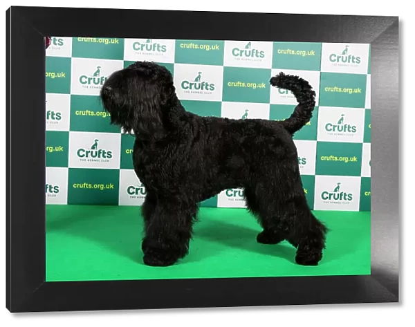 Best of Breed RUSSIAN BLACK TERRIER (NONCC) Crufts 2023