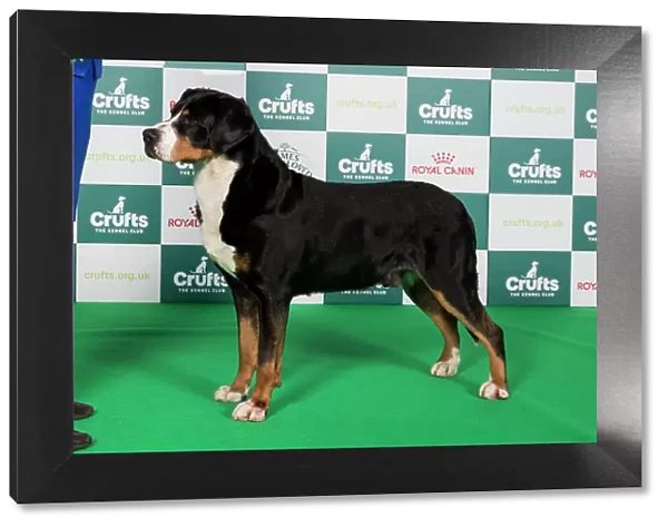 Crufts 2024 Best of Breed Stacked Great Swiss Mountain Dog 10487 - Am Gchg Ch Aegis Confessions of A Dangerous Mind Rn Fdc Act1j Cgca Tki (Mrs A & Mr T & Ms K Allen & Kopfer & Krumpe)