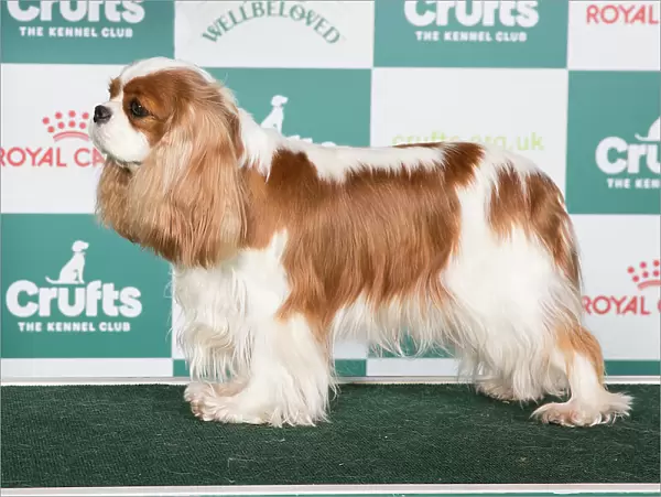 Crufts 2024 Best of Breed stacked Am Ch Chadwick Trivial Pursuit JW Owners: Ms C A & Dr M Eckersley & Reed