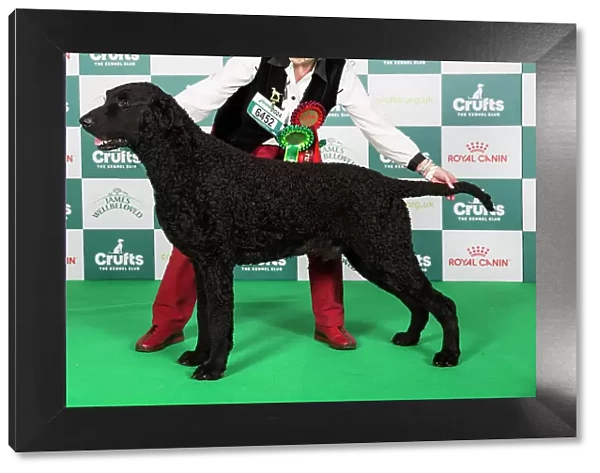 Crufts 2024 Best of Breed Stacked Sh Ch Foxriever Mystic Marvel at Elkysar Owners: Mr K & Mrs M Solomon