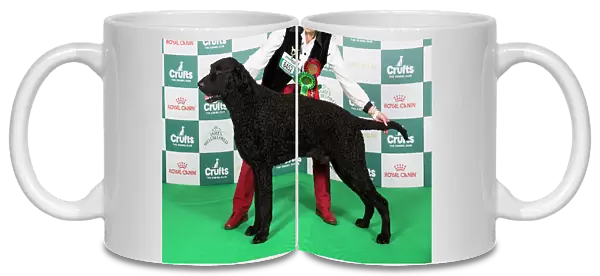 Crufts 2024 Best of Breed Stacked Sh Ch Foxriever Mystic Marvel at Elkysar Owners: Mr K & Mrs M Solomon