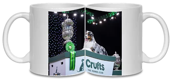 D-C-D-0-1-9-0 Crufts 2024 NEC Birmingham Terrier