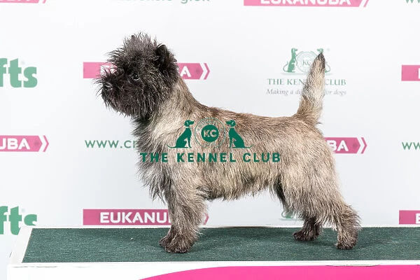 2018 Best of Breed Cairn Terrier