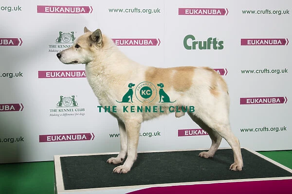 2018 Best of Breed Canaan Dog