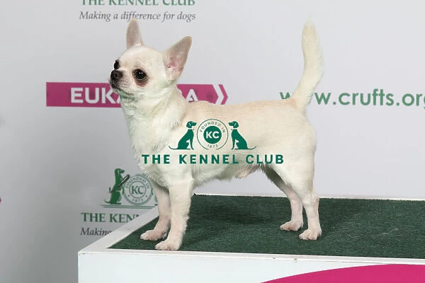 2018 Best of Breed Chihuahua (Smooth Coat)