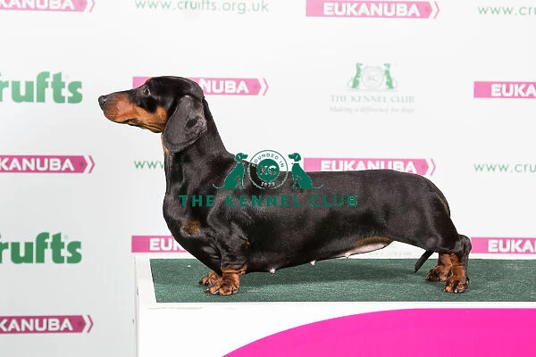 2018 Best of Breed Dachshund (Smooth Haired)