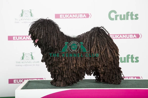 2018 Best of Breed Hungarian Puli