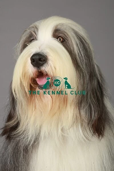 Bearded Collie, Crufts 2013, Tibetan Terrier, Utility Group, pastoral, portrait, nick ridley