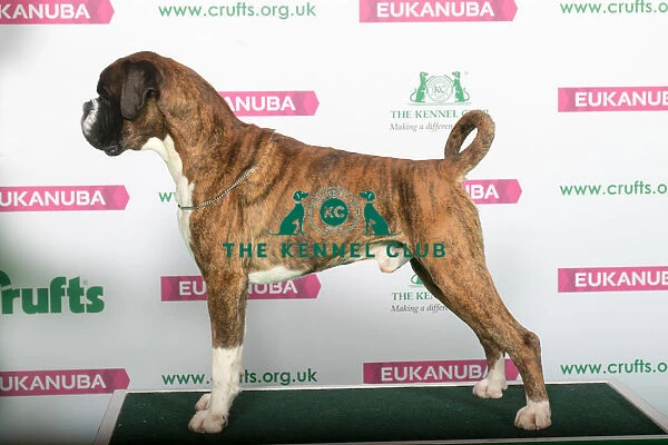 Best of Breed BOXER