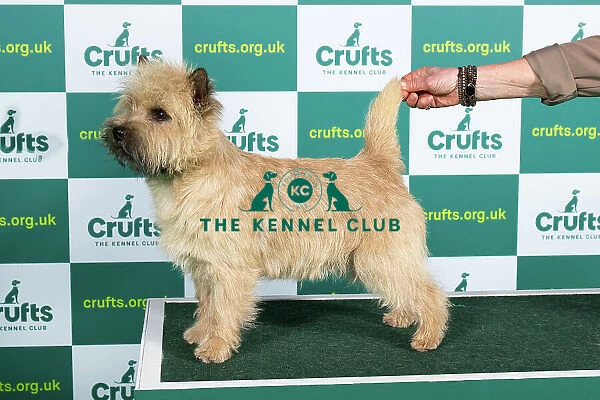 Best of Breed Cairn Terrier Crufts 2023