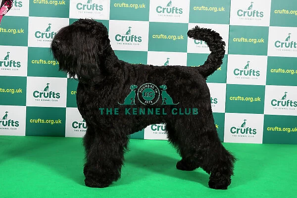 Best of Breed RUSSIAN BLACK TERRIER (NONCC) Crufts 2023