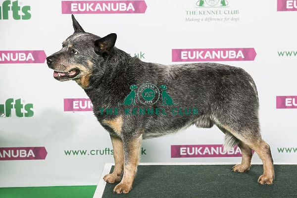 Best of Breed Winner AUSTRALIAN CATTLE DOG