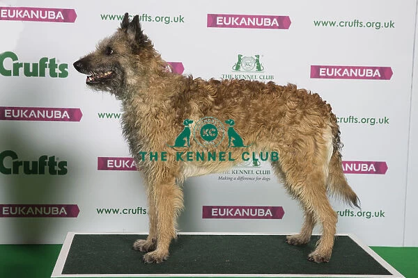 Best of Breed Winner BELGIAN SHEPHERD DOG (LAEKENOIS) (NONCC)