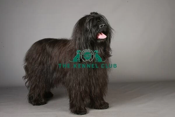 Briard, Crufts 2013, portrait, nick ridley, KCPL, stock images, pastoral group, KCPL_Stock