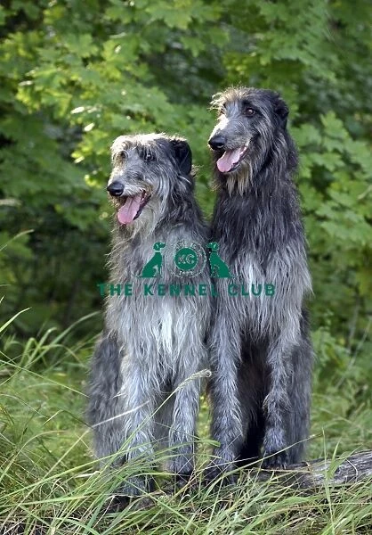 couple, hound, sitting, family, pair, grass, two, looking, deerhound, forrest, grey