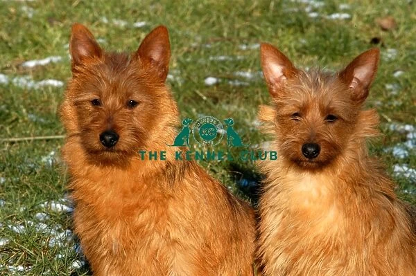 couple, sitting, pair, grass, terrier, two, outside, brown, snow, winter