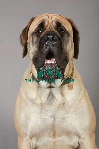 Crufts 2013, English Mastiff, working group, portrait, nick ridley, stock images