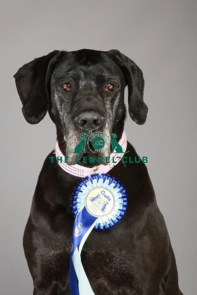 Crufts 2013, Great Dane, working group, stock images, portrait, rosette, KCPL, nick ridley
