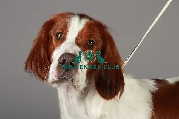Crufts 2013, nick ridley, stock images, KCPL, KCPL_Stock, March 2013, Irish Red
