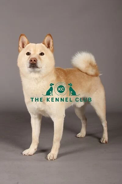 Crufts 2013, nick ridley, stock images, KCPL, KCPL_Stock, March 2013, japanese shiba inu
