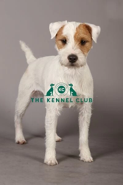 Crufts 2013, Parson jack russell terrier, nick ridley, stock images, KCPL, March 2013