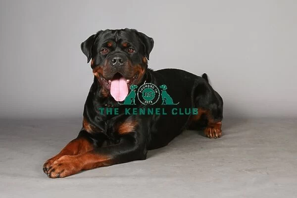 Crufts 2013, Rottweiler, working group, March 2013, portrait, nick ridley, stock images