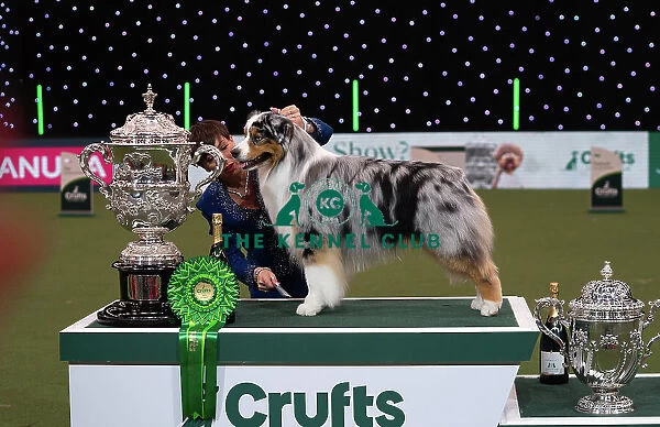 D-C-D-0-1-9-0 Crufts 2024 NEC Birmingham Terrier