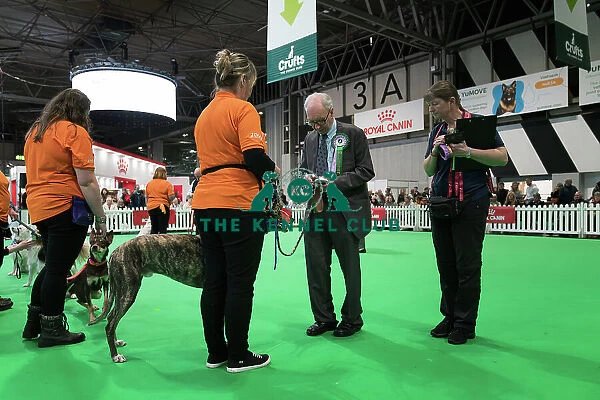 Examiner checking microchip during Good Citizen Bronze Award Display at Crufts on Friday 8th March 2024 Kennel Club Good Citizen ring