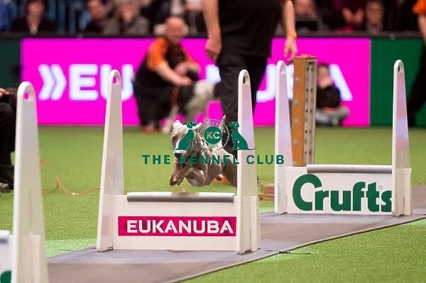 Flyball competition