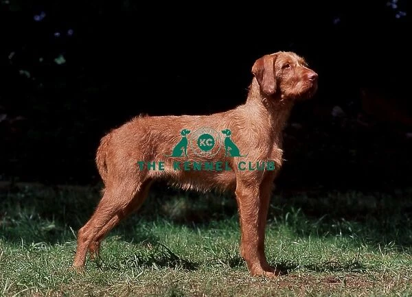 gundog, outside, standing, grass, shade, pose, profile, show, wirehaired, forrest
