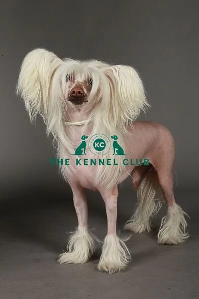 KCPL, KCPL_Stock, March 2013, Crufts 2013, stock images, nick ridley, chinese crested