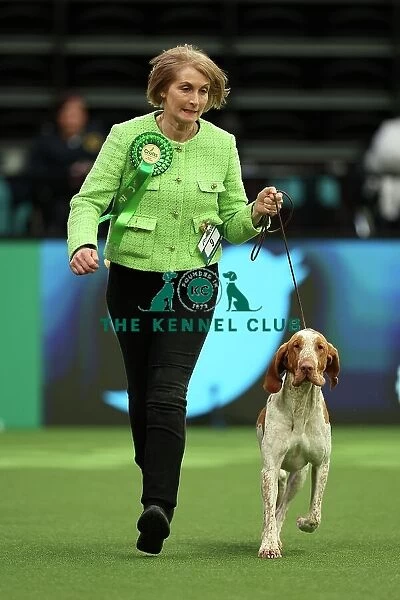 Lynne Bowley from Elgin with Cooper, a Bracco Italiano, which was the Best of Breed winner today (Thursday 09. 03. 23), the first day of Crufts 2023, at the NEC Birmingham
