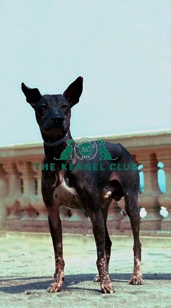 Mexican Hairless
