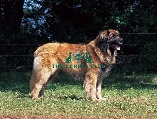 outside, standing, working, leonberger, show pose, profile, open mouth