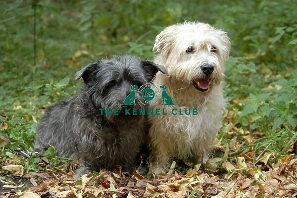 pair, two, outside, grass, brown, Terrier