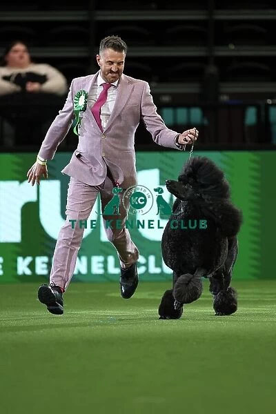 Philip Langdon with their Poodle, called Jake, in the 150th Anniversary Class today (Thursday 09. 03. 2023) at Crufts 2023