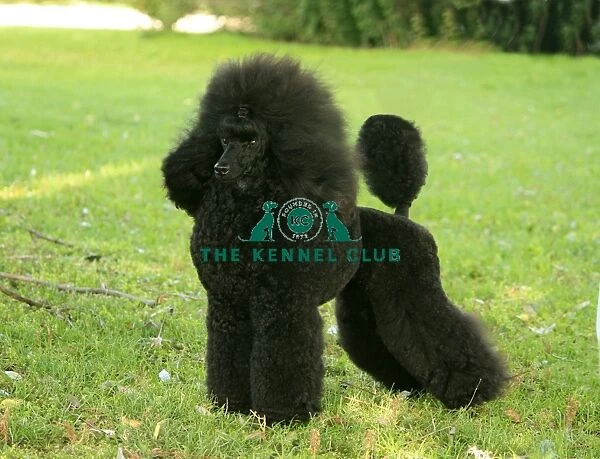 Poodle (Toy)