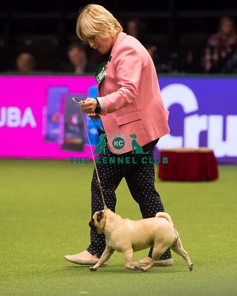 PUG Best of Breed 2017