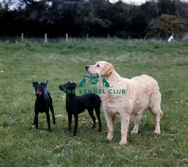 RETRIEVER (GOLDEN) and Manchester Terriers